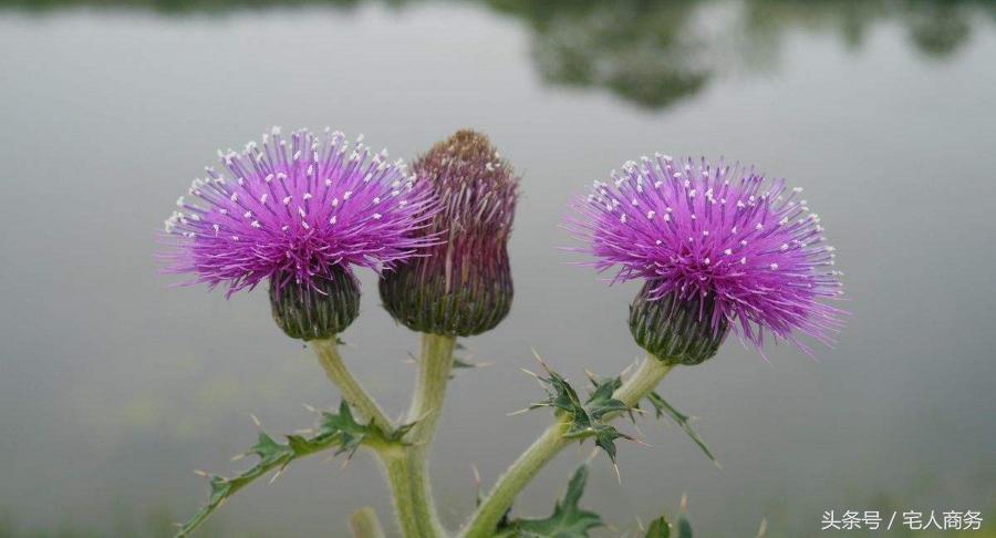 小孩尿血怎么食疗,尿血吃什么中药能快速治好