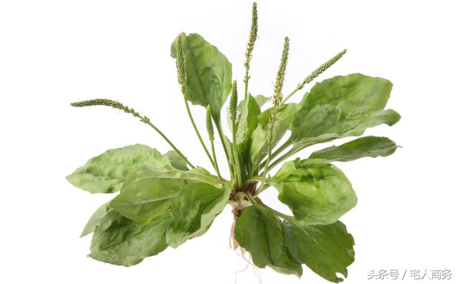 小孩尿血怎么食疗,尿血吃什么中药能快速治好