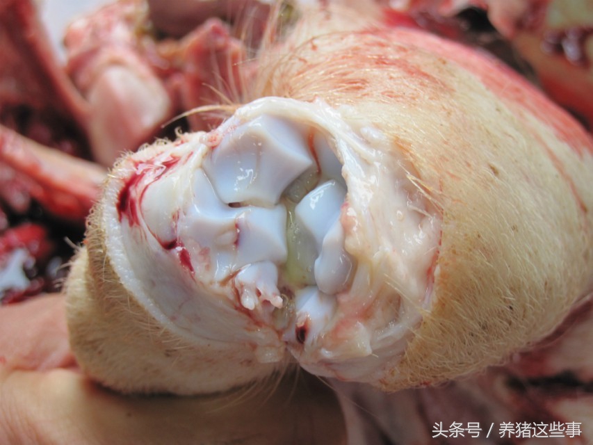 副猪嗜血杆菌病的主要临床表现为,副猪嗜血杆菌病症状和治疗方法