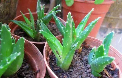 花卉过冬后怎么办,花卉被冻伤的叶子怎么处理