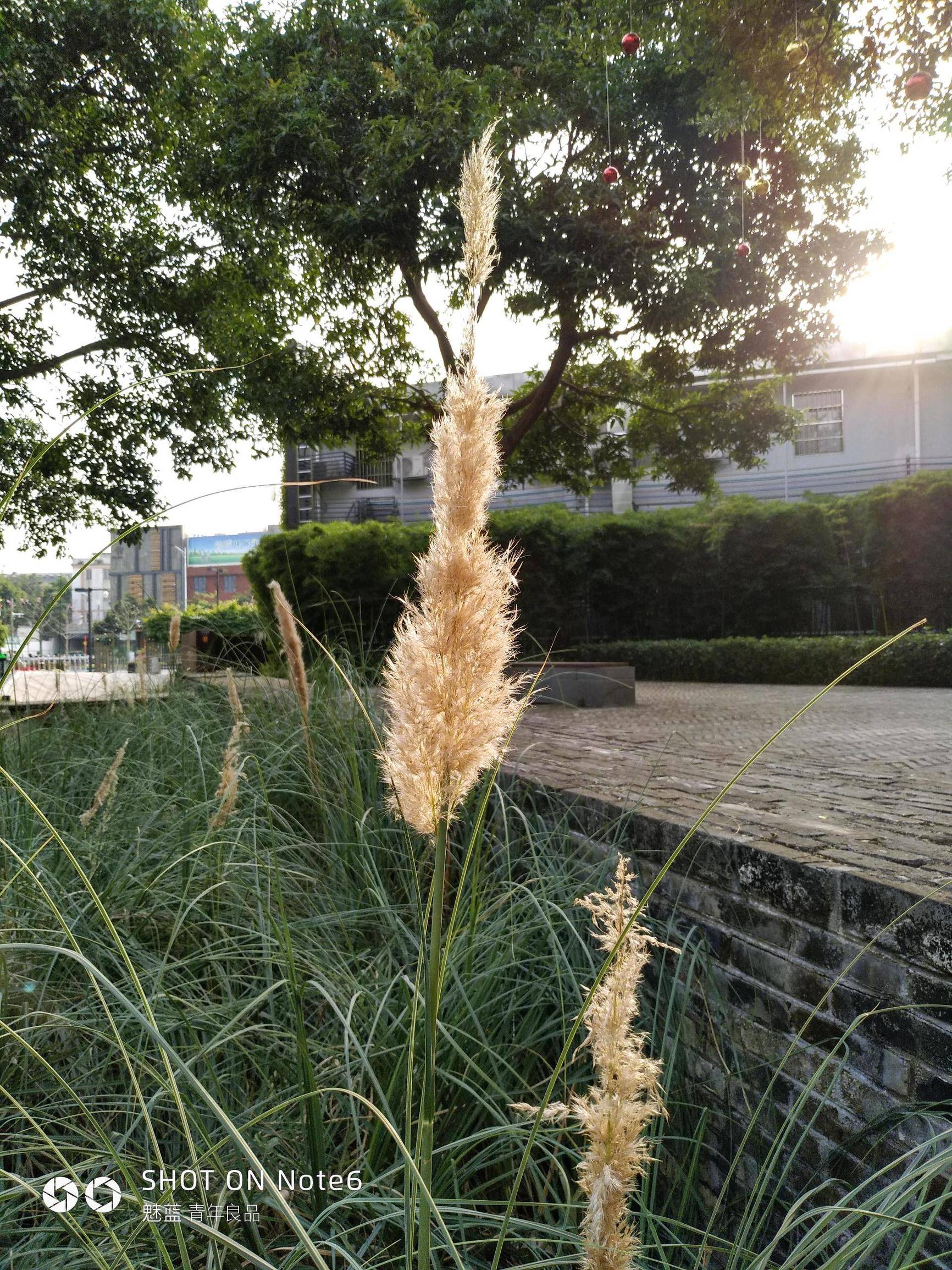 红米5plus和魅蓝note6,红米note5与魅蓝note6拍照对比