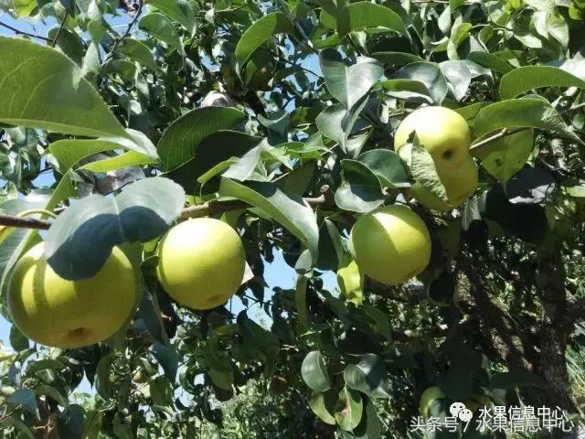 梨子的品种与产地,梨子品种及产地