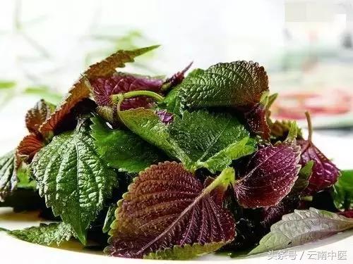 紫苏怎么用效果最好,紫苏越来越绿