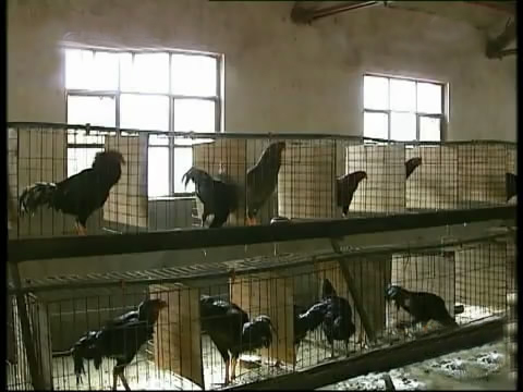 新款斗鸡养殖版,斗鸡的养殖技术视频播放