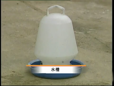 新款斗鸡养殖版,斗鸡的养殖技术视频播放