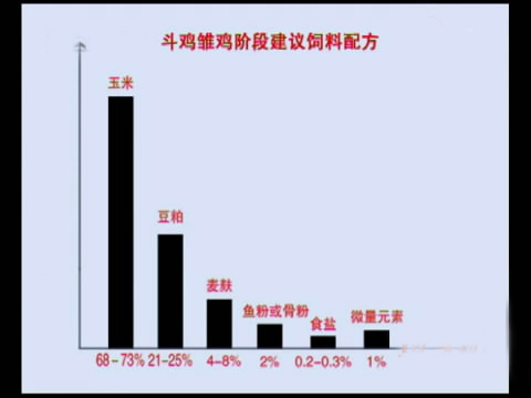 新款斗鸡养殖版,斗鸡的养殖技术视频播放