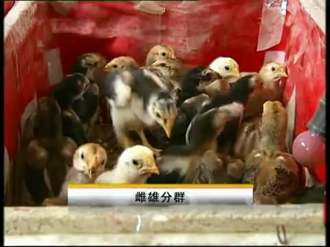 新款斗鸡养殖版,斗鸡的养殖技术视频播放