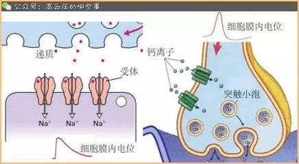 如何让心律不齐恢复正常,房颤发作时一定心律不齐吗