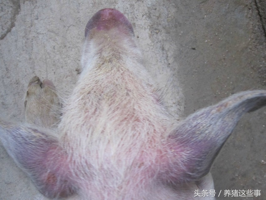 副猪嗜血杆菌病的主要临床表现为,副猪嗜血杆菌病症状和治疗方法