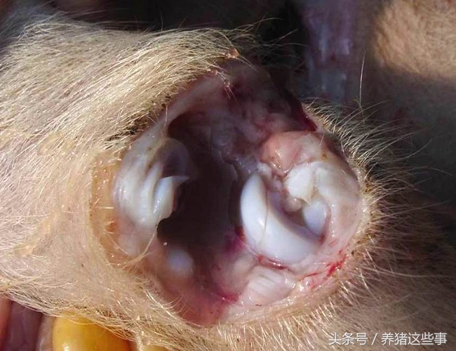 副猪嗜血杆菌病的主要临床表现为,副猪嗜血杆菌病症状和治疗方法