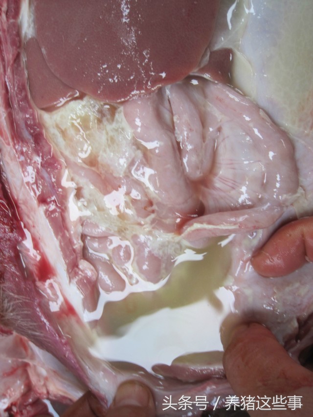 副猪嗜血杆菌病的主要临床表现为,副猪嗜血杆菌病症状和治疗方法