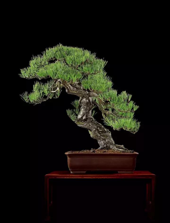 三角枫盆景精品欣赏 (三角枫对节白蜡盆景图片大全欣赏)