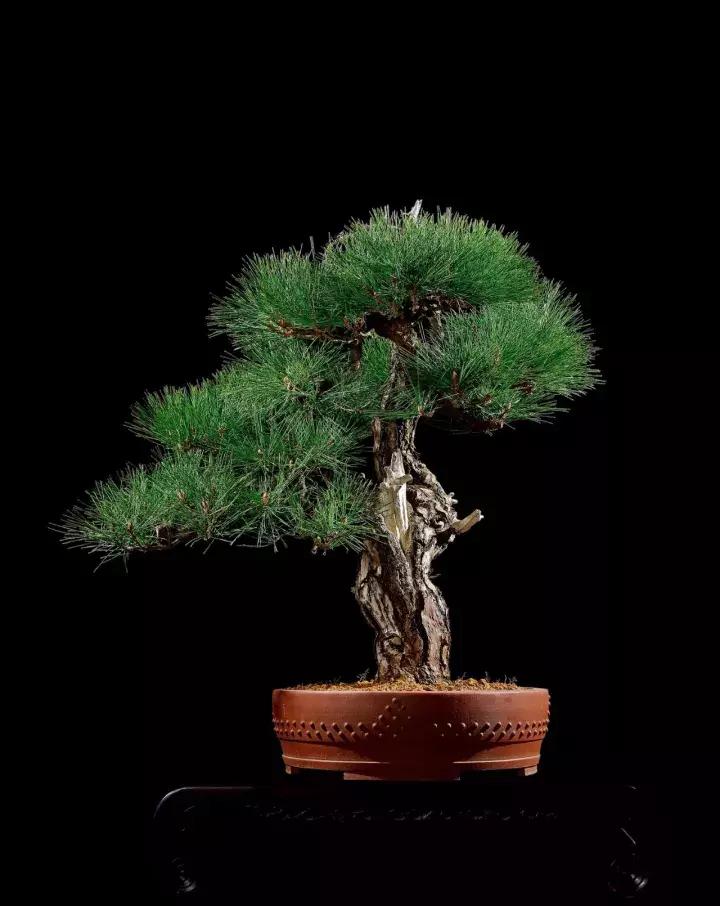 三角枫盆景精品欣赏 (三角枫对节白蜡盆景图片大全欣赏)