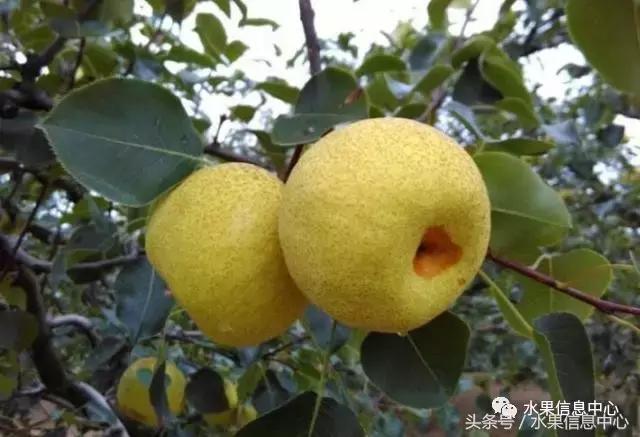 梨子的品种与产地,梨子品种及产地