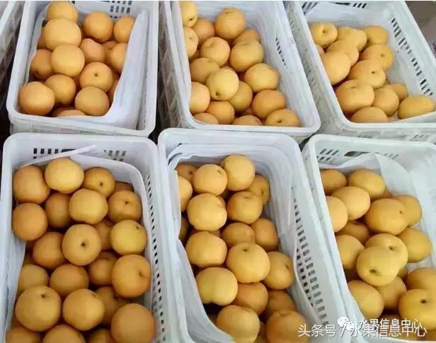 梨子的品种与产地,梨子品种及产地