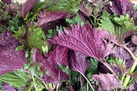 紫苏怎么用效果最好,紫苏越来越绿