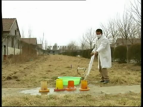 新款斗鸡养殖版,斗鸡的养殖技术视频播放