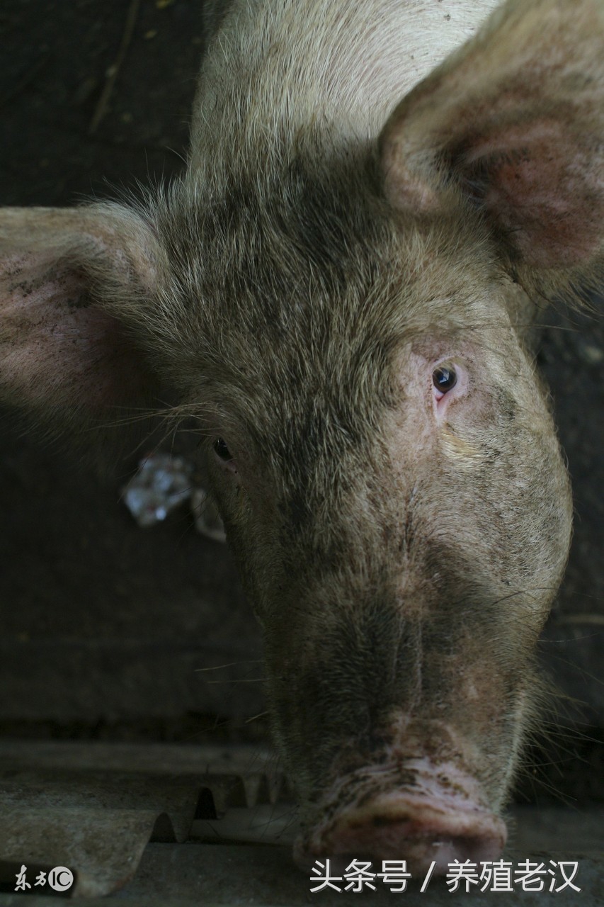 养猪脱肛最好的办法解决,保育猪脱肛最佳的治愈方法