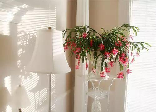 花卉过冬后怎么办,花卉被冻伤的叶子怎么处理