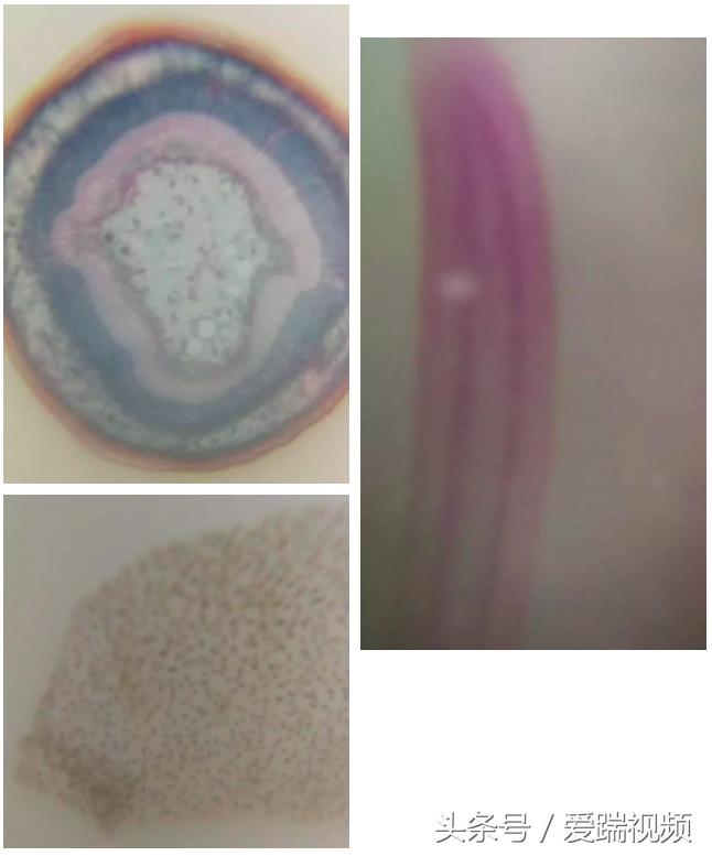 100倍变焦手机摄像头,可以放大50倍的手机摄像头