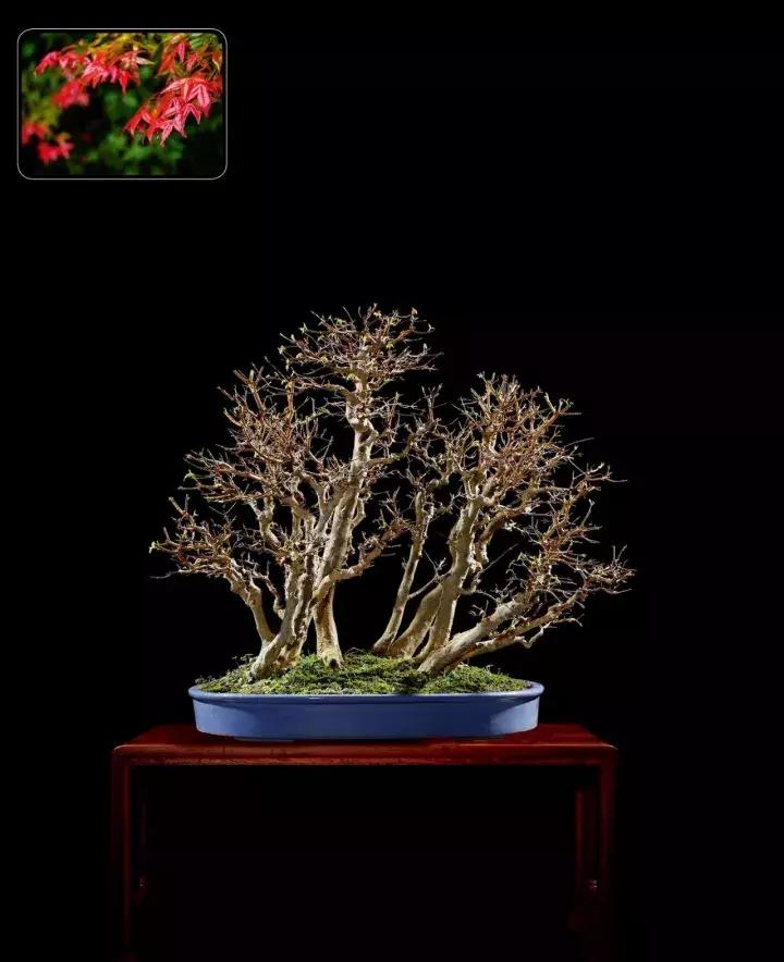 三角枫盆景精品欣赏 (三角枫对节白蜡盆景图片大全欣赏)