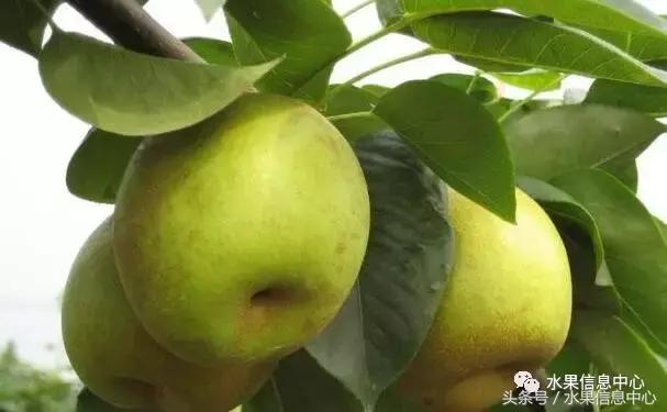 梨子的品种与产地,梨子品种及产地