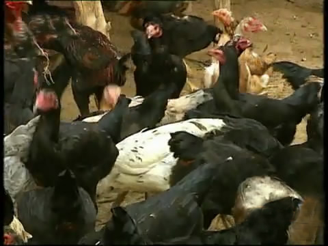 新款斗鸡养殖版,斗鸡的养殖技术视频播放