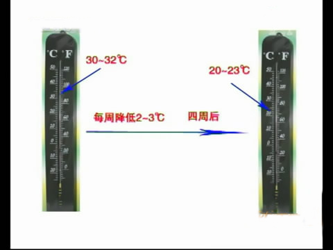 新款斗鸡养殖版,斗鸡的养殖技术视频播放