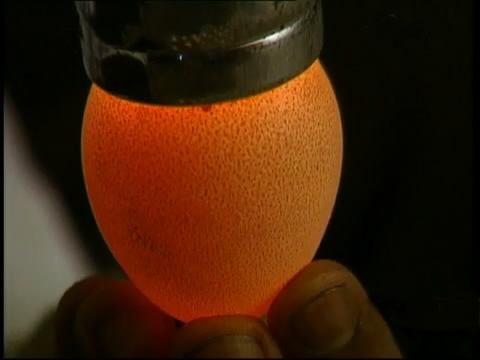 新款斗鸡养殖版,斗鸡的养殖技术视频播放