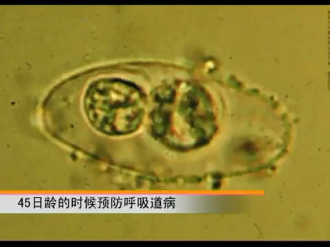 新款斗鸡养殖版,斗鸡的养殖技术视频播放