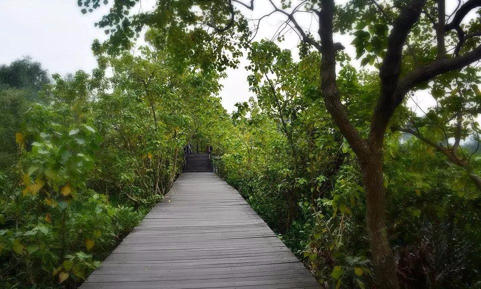 珠海市淇澳岛旅游攻略,珠海淇澳岛一日游攻略白石街