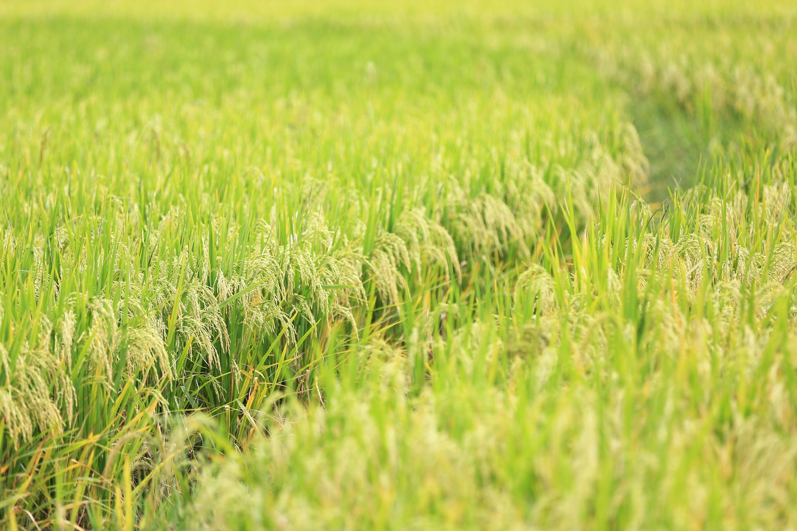 天等小记-登一座山爱一座城看一片天等日夕晨