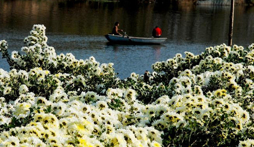 四大名菊之首,四大名菊墨菊
