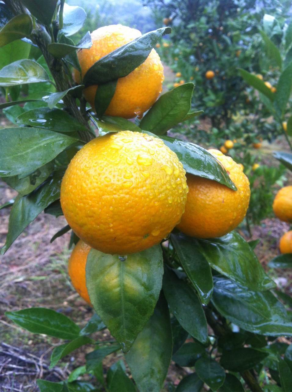 南丰蜜桔石门蜜桔,青皮蜜桔沃柑