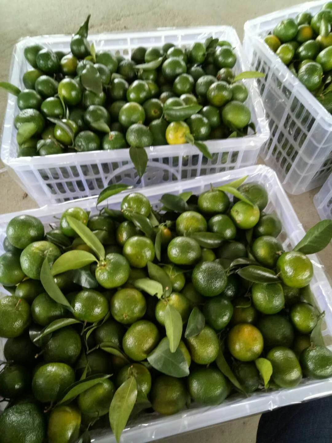 南丰蜜桔石门蜜桔,青皮蜜桔沃柑