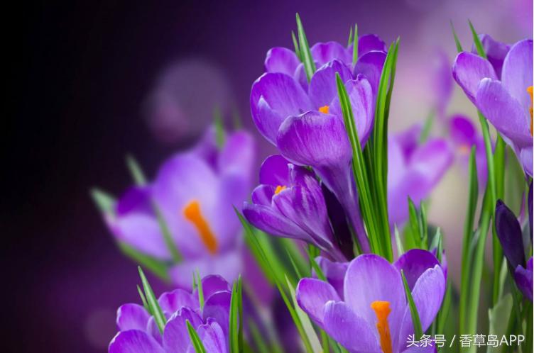 全球公认最贵顶级香料,世界最贵的十种香料是什么