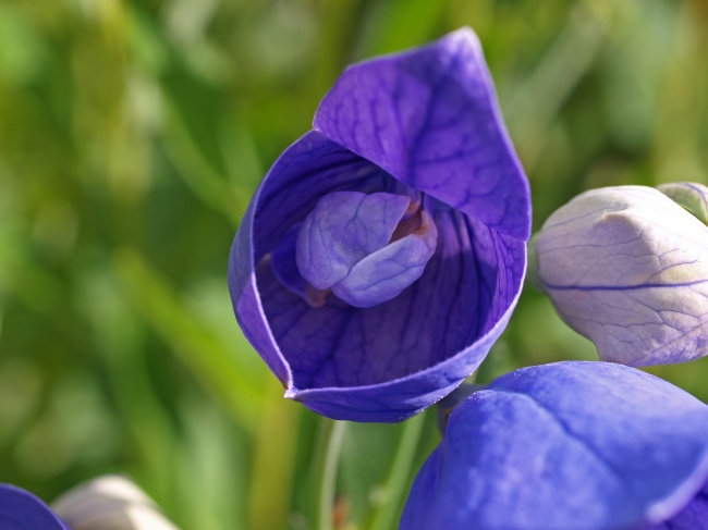 每日一花——桔梗花