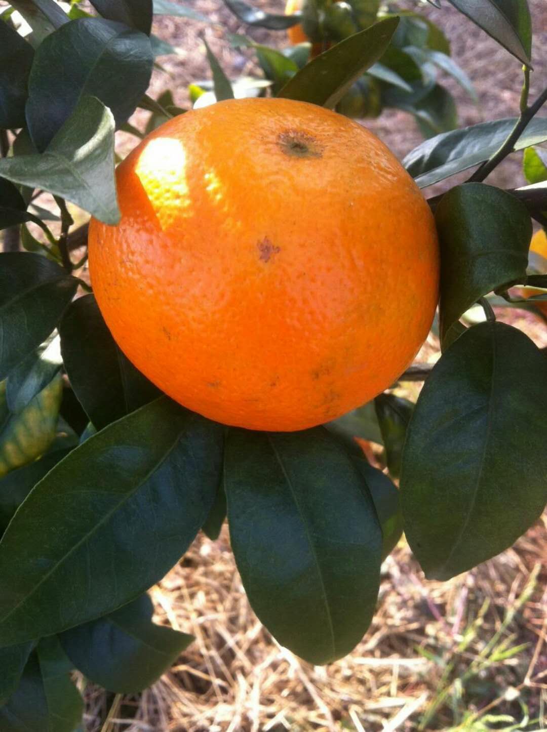 南丰蜜桔石门蜜桔,青皮蜜桔沃柑