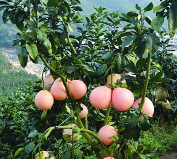 三红柚与小罐茶，嗨农宝共享农业模式获白领阶层喜爱