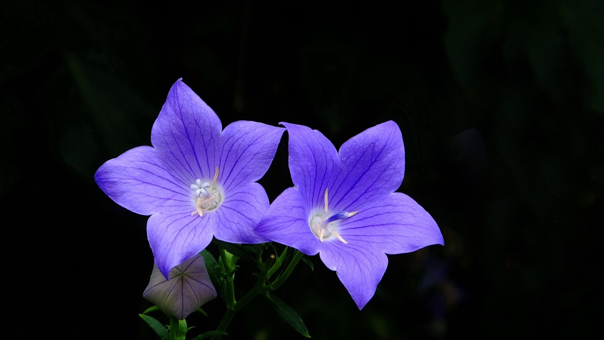 每日一花——桔梗花