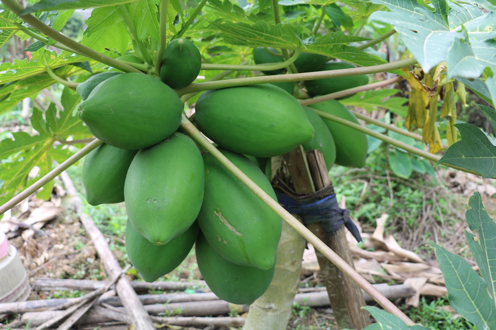 娴风彔浠戝ご,娴风彔鏂版粯浠戝ご