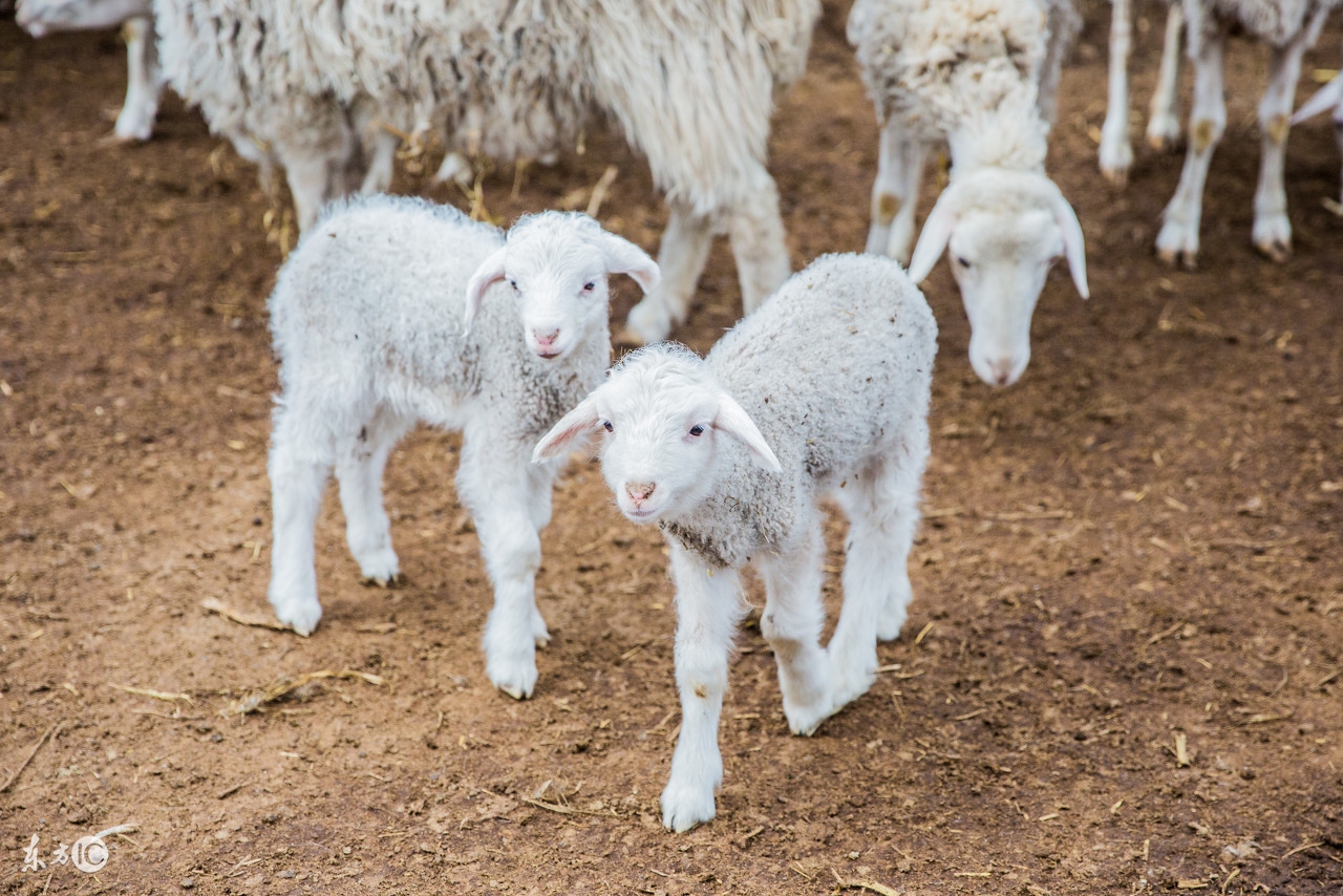 学会这几个知识，可以提高母羊存活率