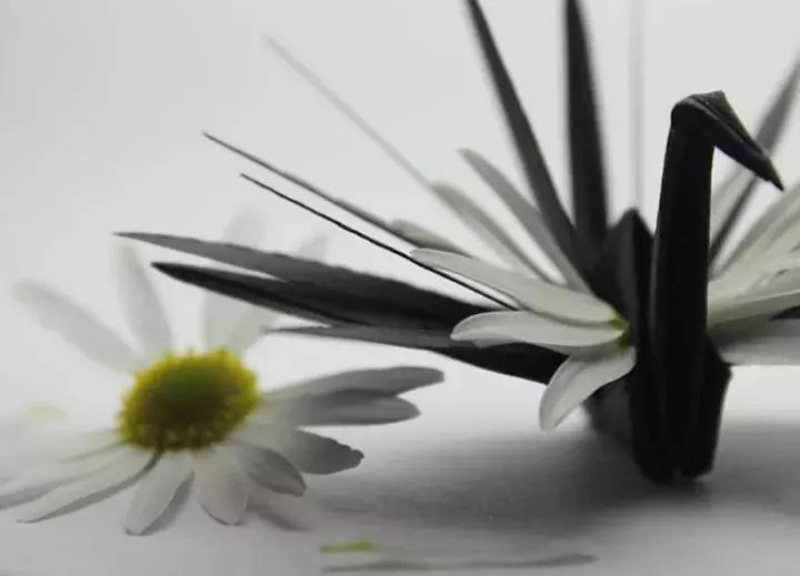 他用3个月时间，折叠了1000只千纸鹤，送给了他最亲爱的姑娘