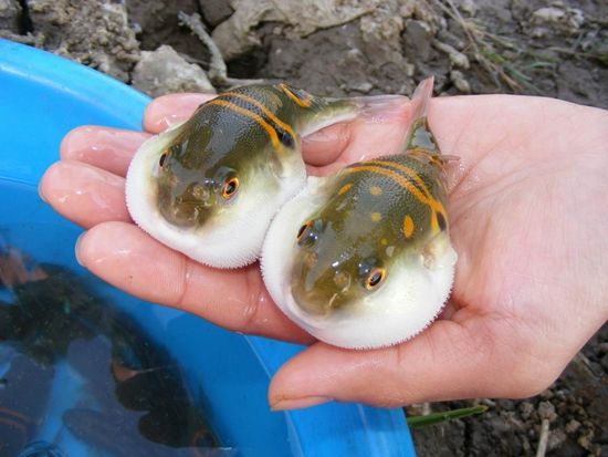 世界上最可怕的十个毒药,世界上最昂贵的毒药