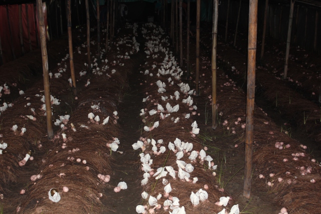 毕节的这些特色农产品你都知道吗,毕节十大特产农产品