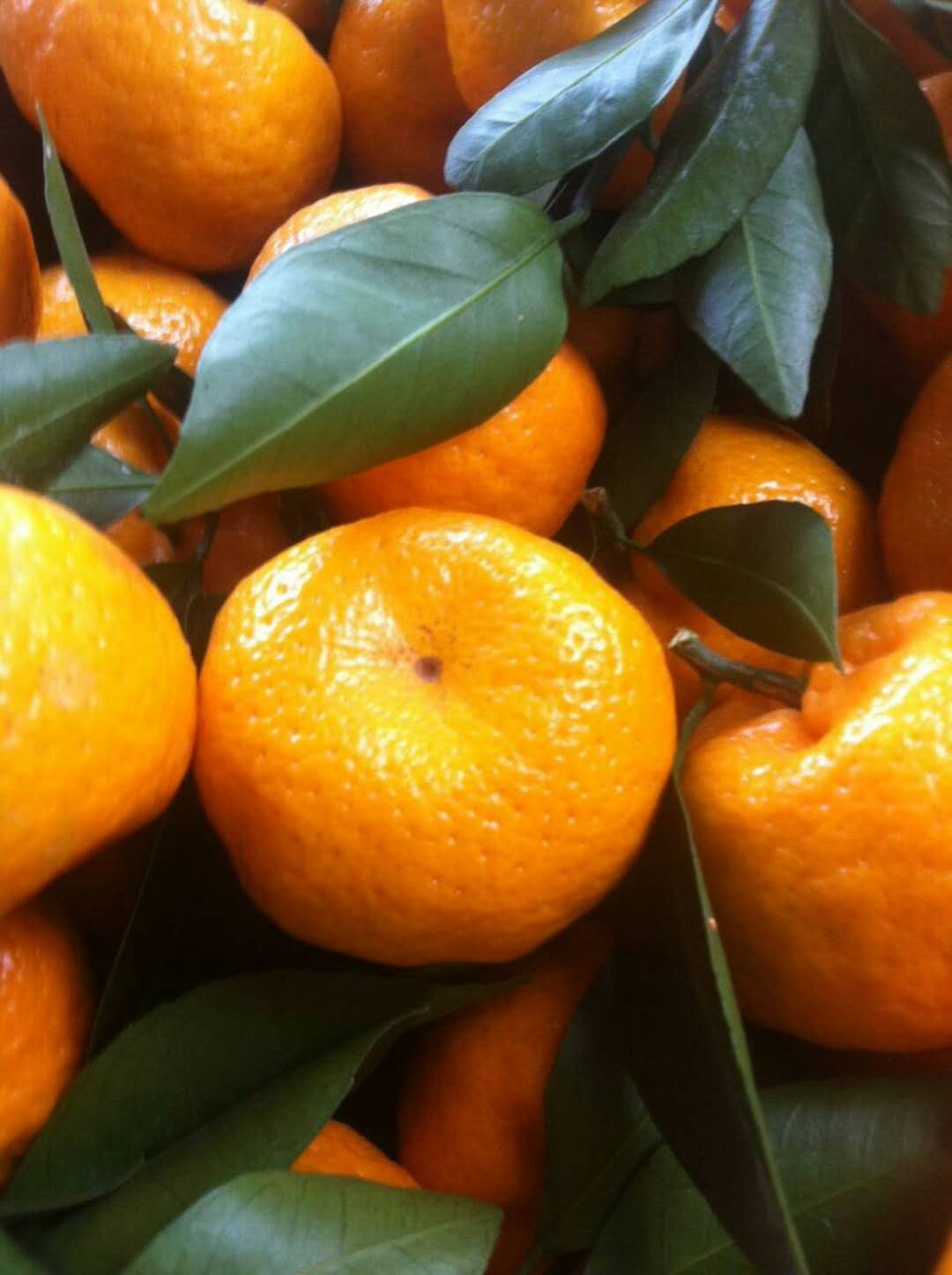 南丰蜜桔石门蜜桔,青皮蜜桔沃柑