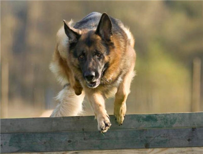 狼狗该如何饲养？生活中喂养狼狗的方法与注意事项！