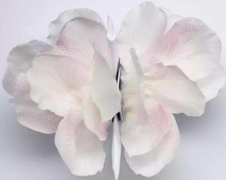 他用3个月时间，折叠了1000只千纸鹤，送给了他最亲爱的姑娘