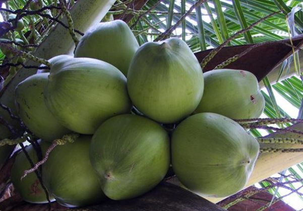 中国哪个地方菠萝蜜便宜,哪个地方的菠萝蜜比较便宜