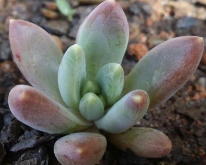 一行白鹭上青天教资怎么教,一行白鹭上青天春种一粒粟